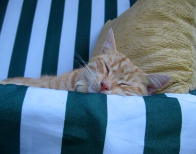 Sleeps lies resting