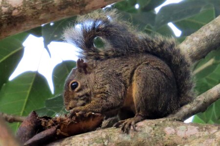 Nature encyclopedia native