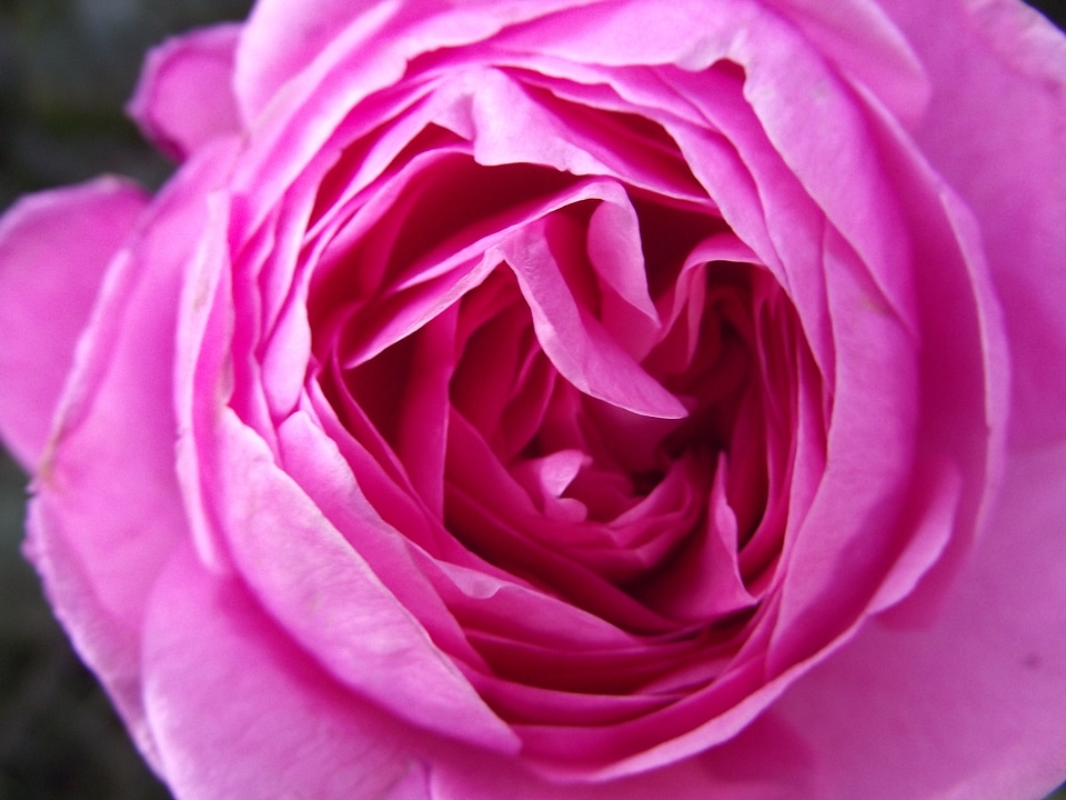 Nature petal flora