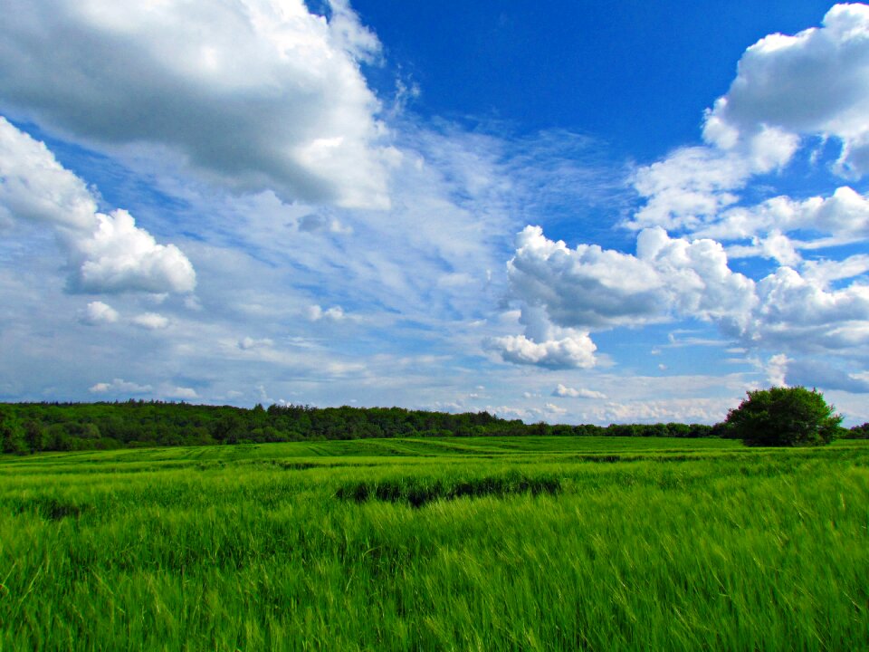 Blue field meadow