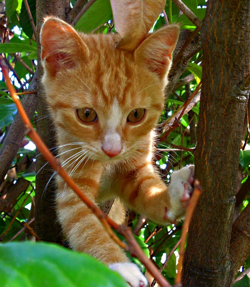 Animal pet domestic cat
