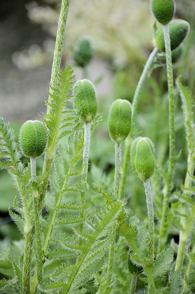 Nature floral plant