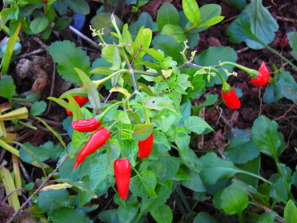 Pepper garden chili finger lady
