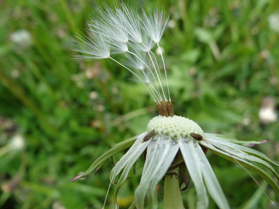 Meadow grass summer