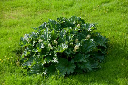 Green botany nature