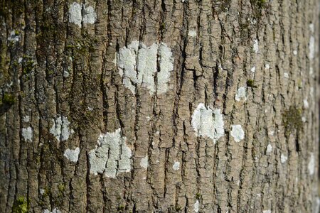 Tree trunk tree bark nature photo