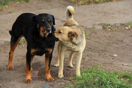 Pet canine fun photo