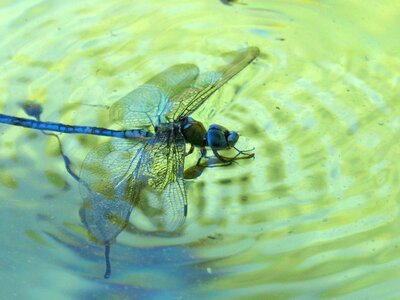 Water drown pond
