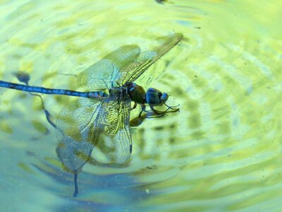 Water drown pond photo