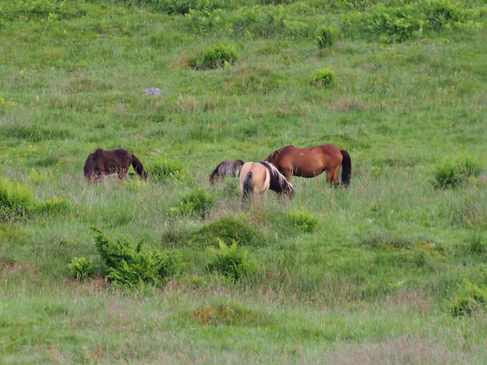 Animals nature hage