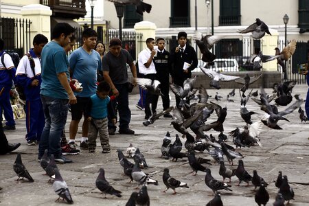 I love the pigeons photo