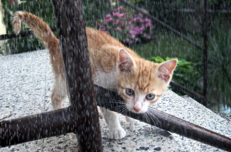 Tomcat kitten rain photo