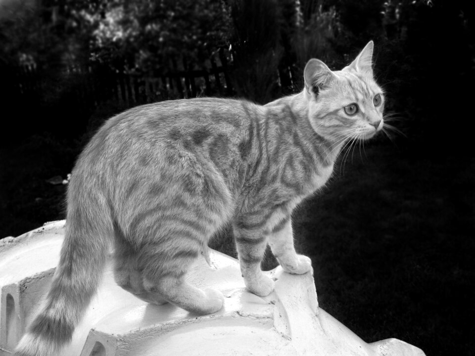 Cat tomcat cute