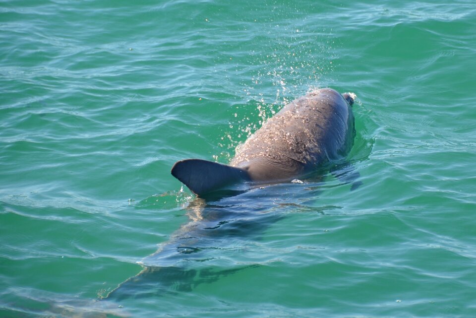 Ocean marine wildlife