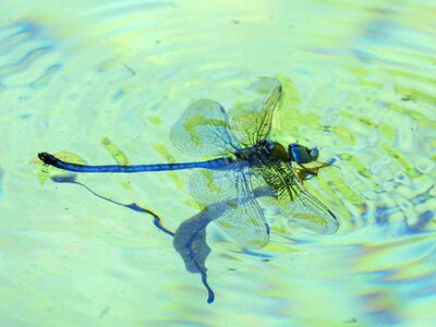 Water drown pond