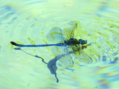 Water drown pond photo