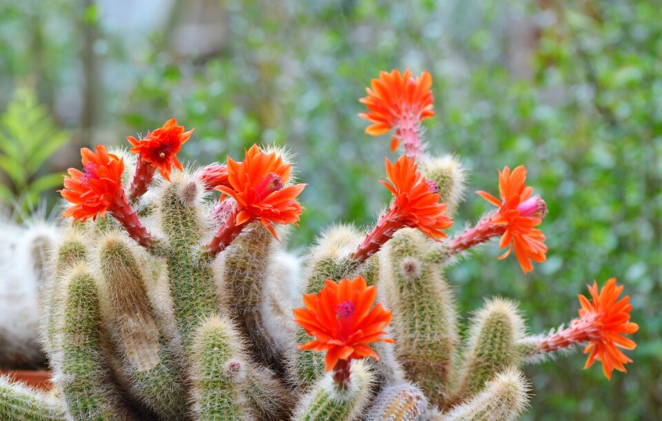 Bloom green prickly photo