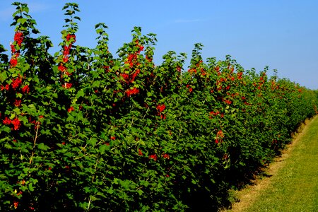 Shrubs berries red currant photo