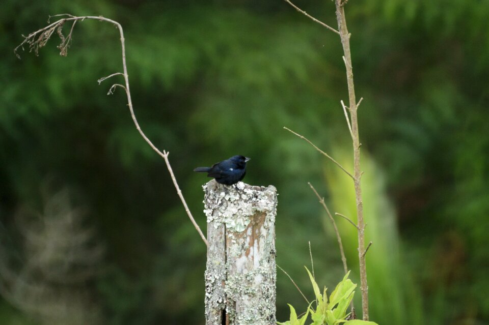 Birds guatica colombia