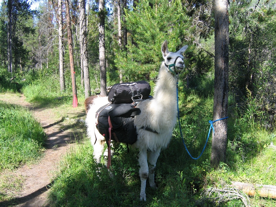 Trail animal white animal