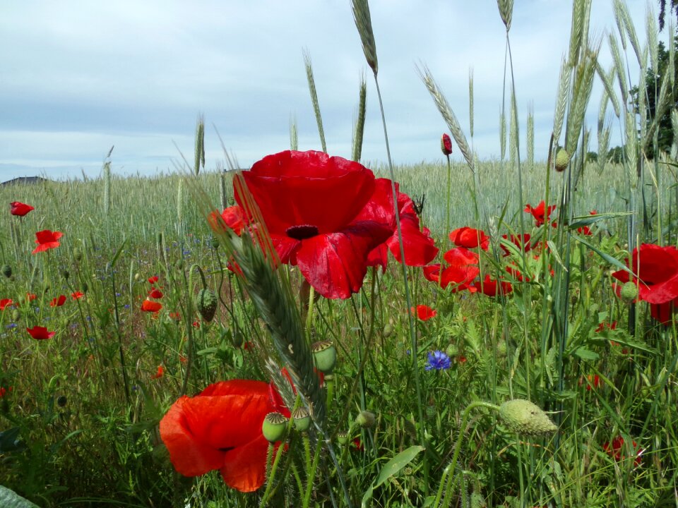 Red red flowers blossom photo