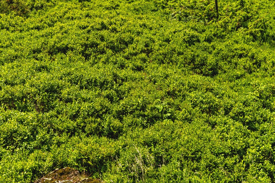 Heidelbeerstrauch summer dwarf shrub