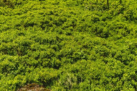 Heidelbeerstrauch summer dwarf shrub photo