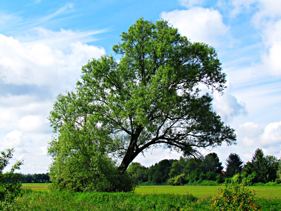 Nature field landscape