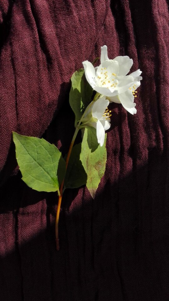 Grain coffee jasmine
