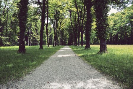 Trees nature infinite photo