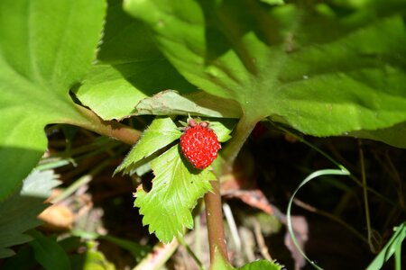 Nature red gluttony