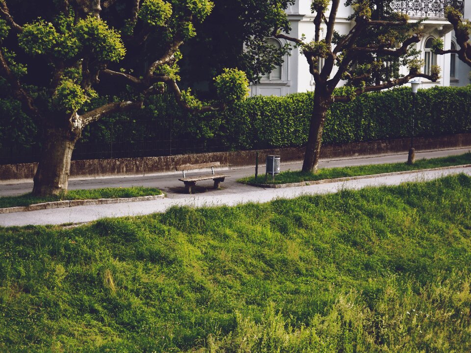 Relax wood grass