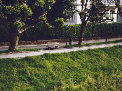 Relax wood grass