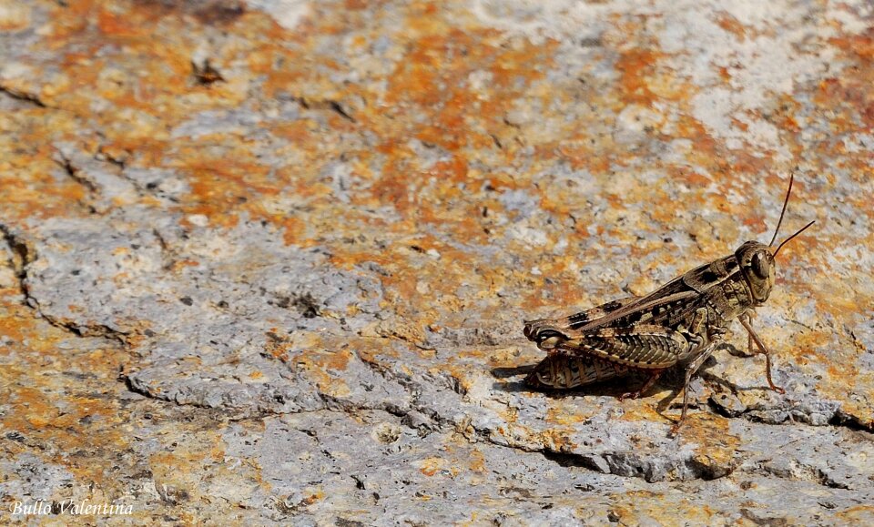 Grillo insect animal