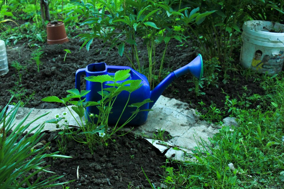 Garden nature summer