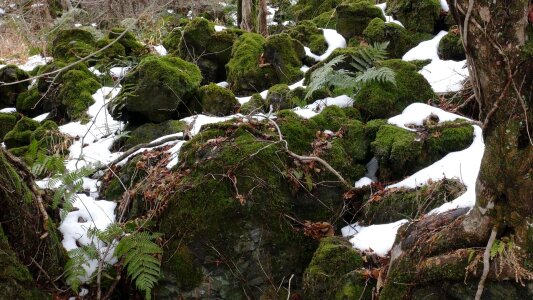 Moss winter rock