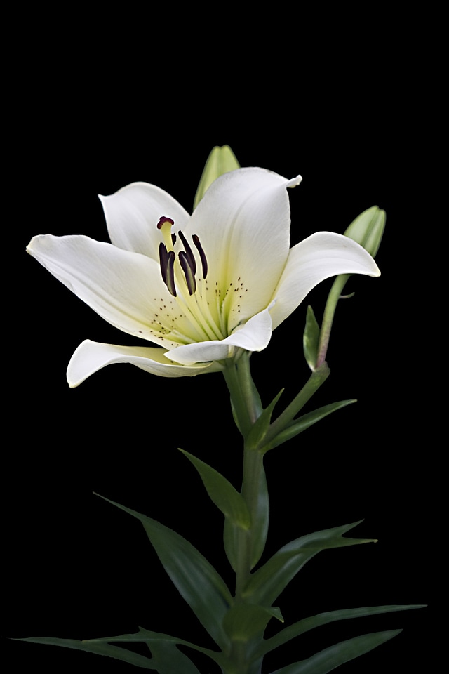 Blossom bloom flower