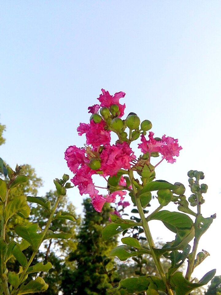 Red flowers sky garden