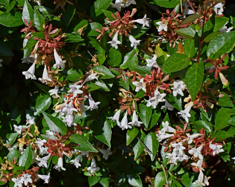 Bloom plant shrub