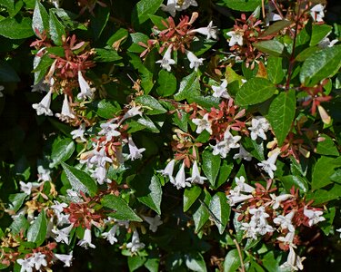 Bloom plant shrub