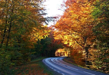 Road colors forest road photo