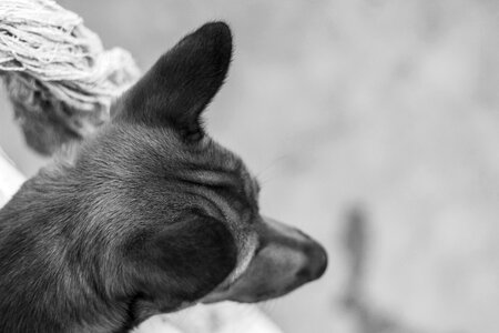 Pet puppy cute