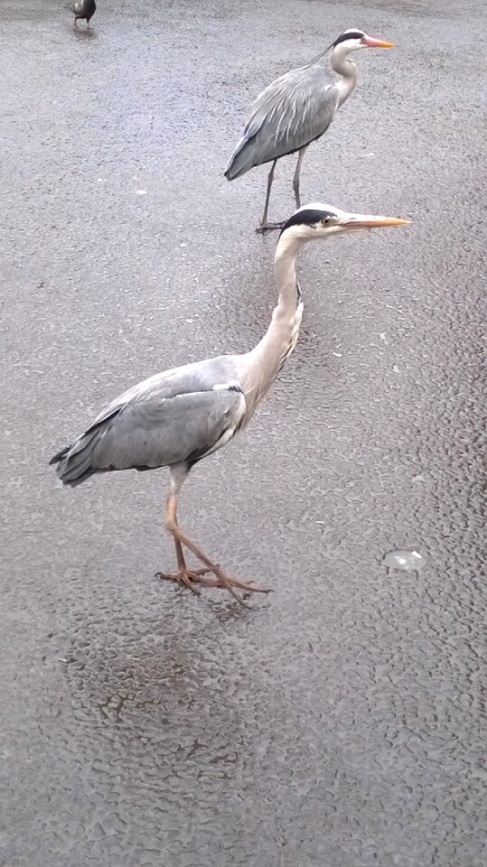 Bird nature animal
