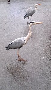 Bird nature animal