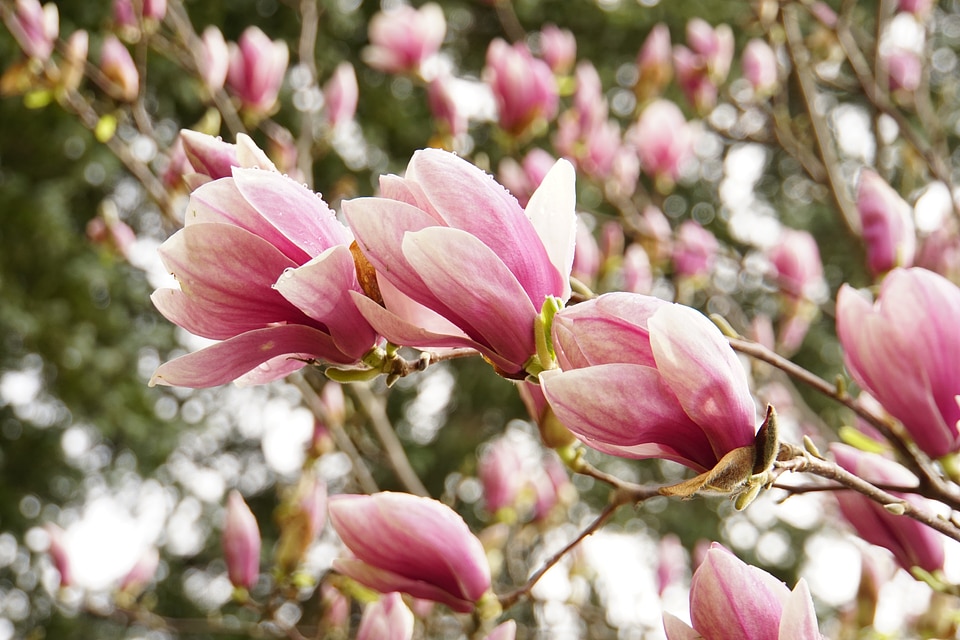 Blossoms flora fresh