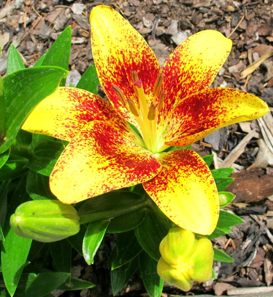 Asiatic lilium tiny nugget