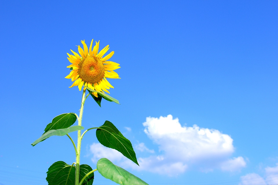 Flowers sky cloud