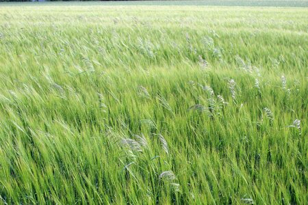 Nature landscape poland