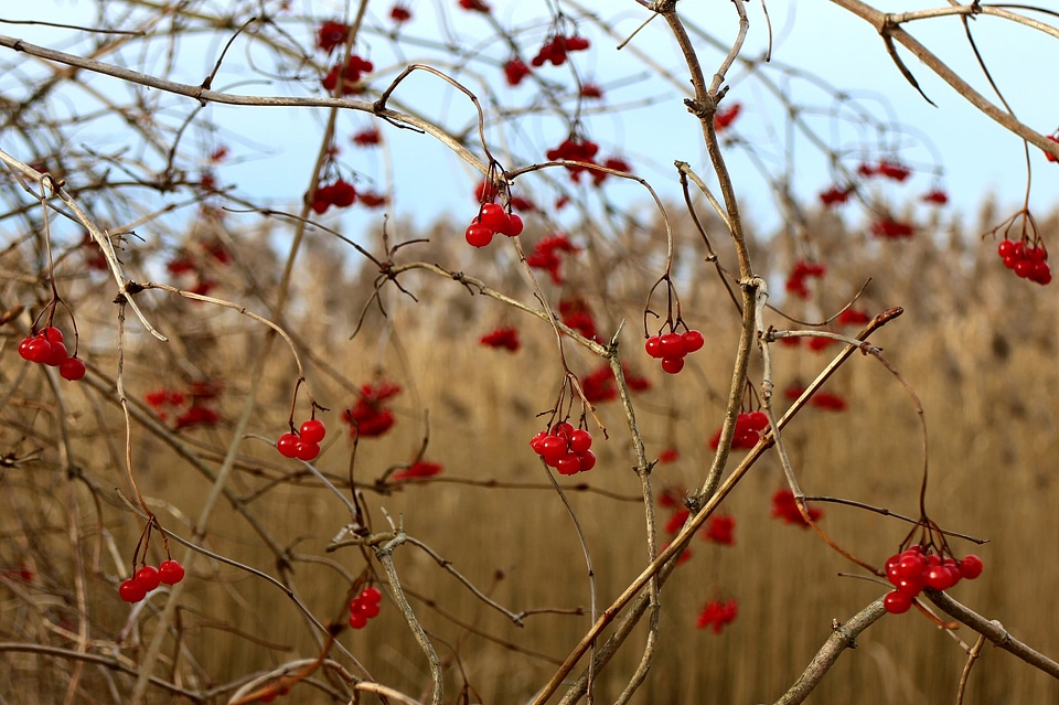 Bush red berry fruits