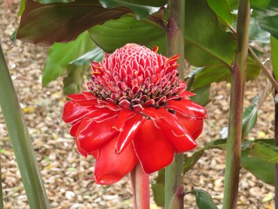 Heliconia armenia quindio